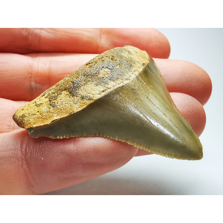 shark tooth: Carcharodon megalodon - Miocene (USA)