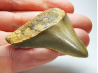 shark tooth: Carcharodon megalodon - Miocene (USA)