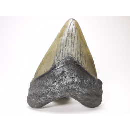 shark tooth: Carcharodon megalodon - Miocene (USA)