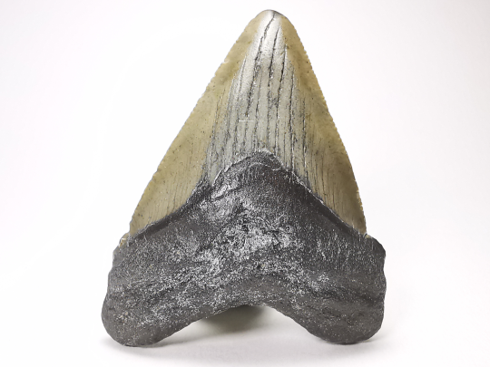 Dent de requin: Carcharodon megalodon, Miocène (USA)