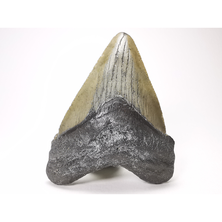 Dent de requin: Carcharodon megalodon, Miocène (USA)
