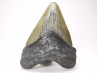 Dent de requin: Carcharodon megalodon, Miocène (USA)