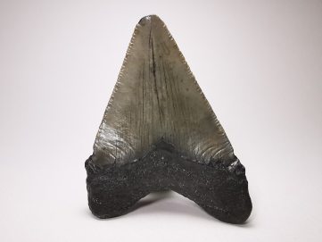 Dent de requin: Carcharodon megalodon, Miocène (USA)