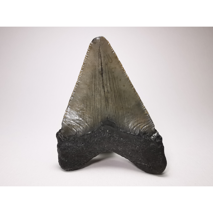 Dent de requin: Carcharodon megalodon, Miocène (USA)