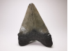 shark tooth: Carcharodon megalodon - Miocene (USA)