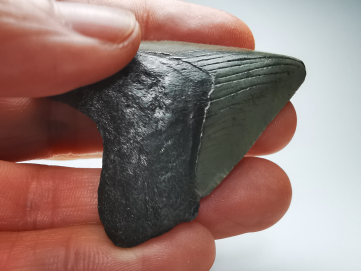 shark tooth: Carcharodon megalodon - Miocene (USA)