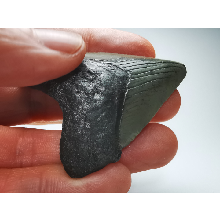 Dent de requin: Carcharodon megalodon, Miocène (USA)