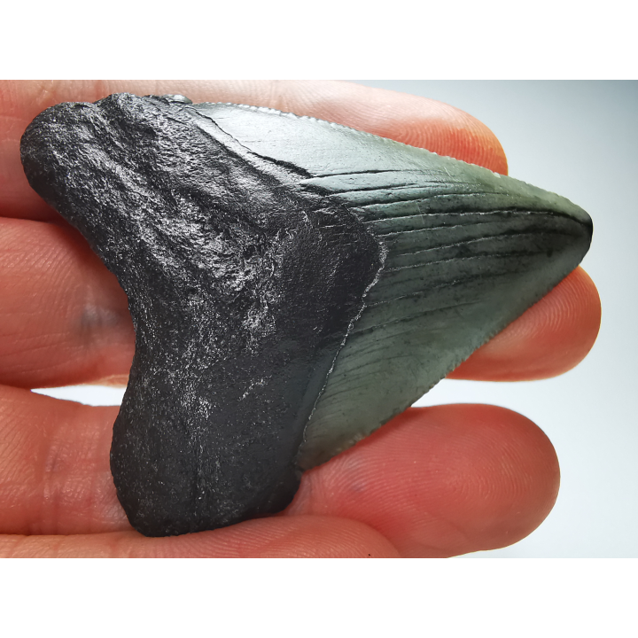 Dent de requin: Carcharodon megalodon, Miocène (USA)