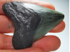 shark tooth: Carcharodon megalodon - Miocene (USA)
