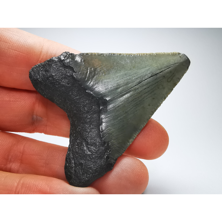 Dent de requin: Carcharodon megalodon, Miocène (USA)