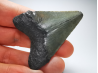 shark tooth: Carcharodon megalodon - Miocene (USA)