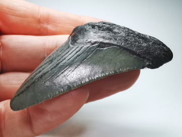 shark tooth: Carcharodon megalodon - Miocene (USA)