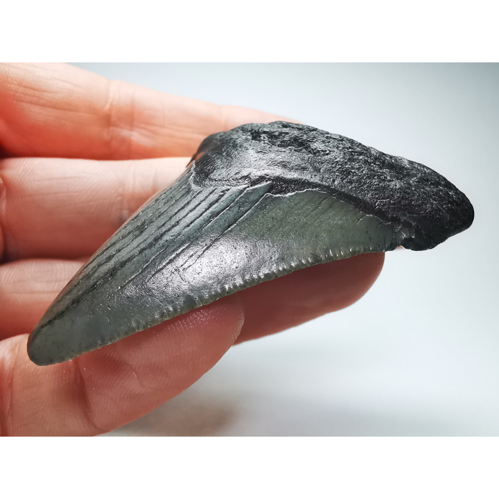 Dent de requin: Carcharodon megalodon, Miocène (USA)