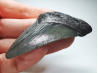 shark tooth: Carcharodon megalodon - Miocene (USA)