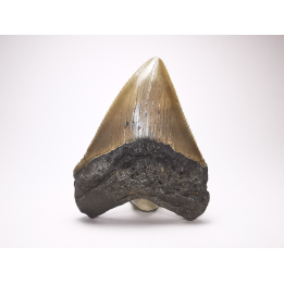 shark tooth: Carcharodon megalodon - Miocene (USA)