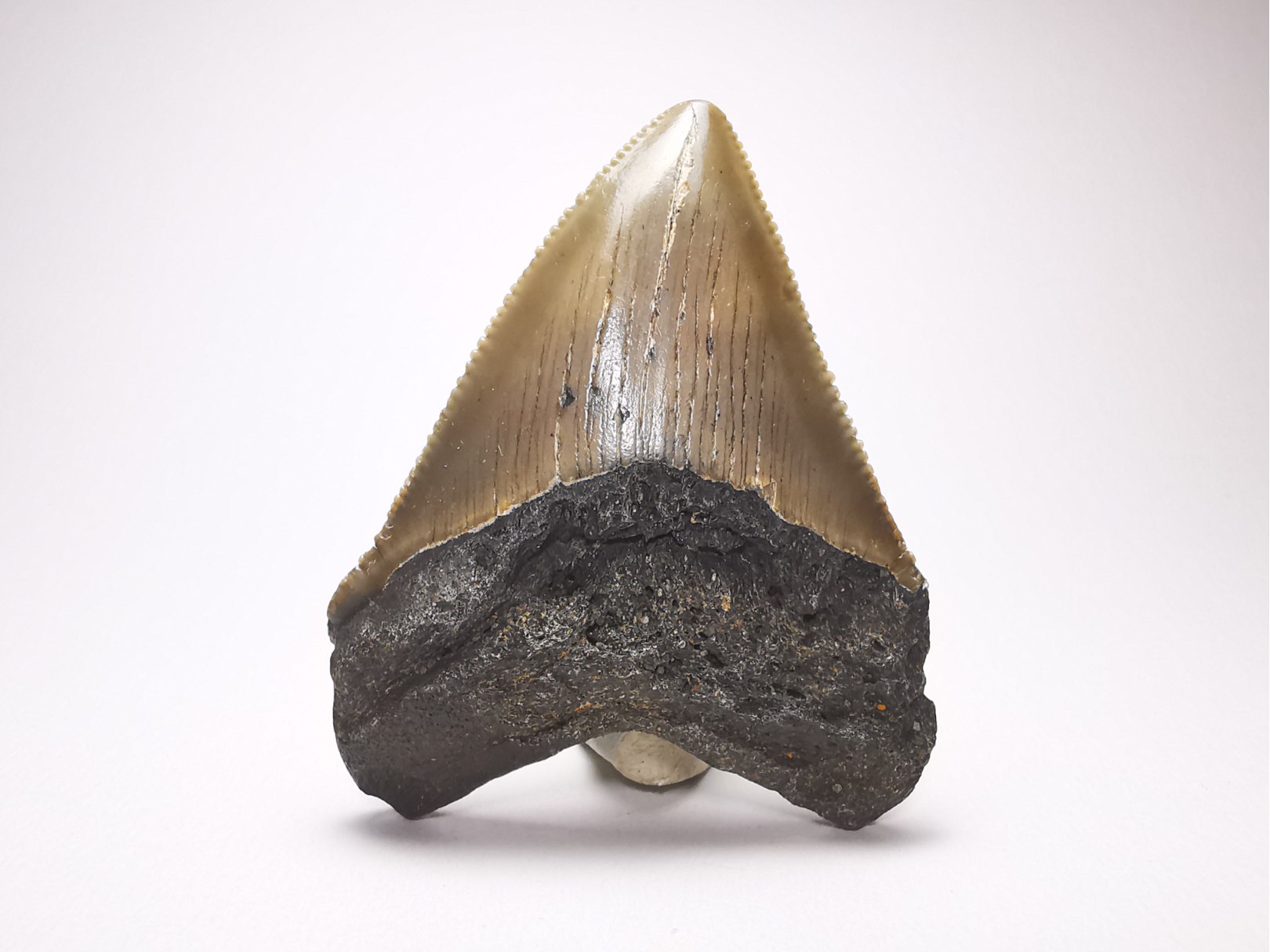 Dent de requin: Carcharodon megalodon, Miocène (USA)