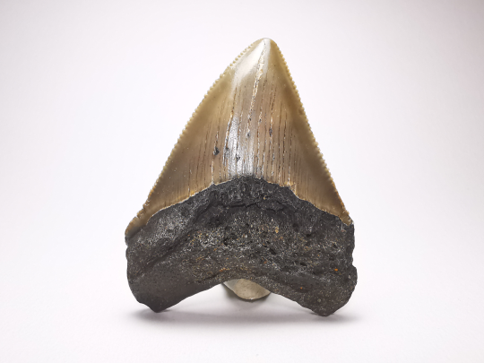 Dent de requin: Carcharodon megalodon, Miocène (USA)