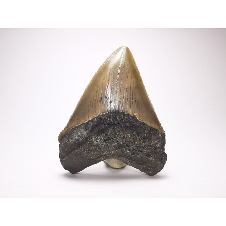 shark tooth: Carcharodon megalodon - Miocene (USA)