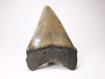 shark tooth: Carcharodon megalodon - Miocene (USA)
