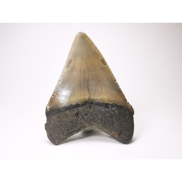 shark tooth: Carcharodon megalodon - Miocene (USA)
