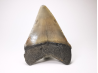 shark tooth: Carcharodon megalodon - Miocene (USA)
