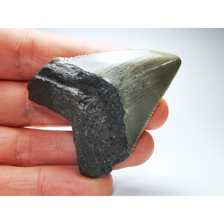 Dent de requin: Carcharodon megalodon, Miocène (USA)