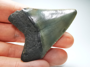 shark tooth: Carcharodon megalodon - Miocene (USA)