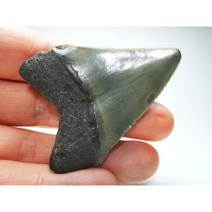 shark tooth: Carcharodon megalodon - Miocene (USA)