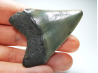 shark tooth: Carcharodon megalodon - Miocene (USA)
