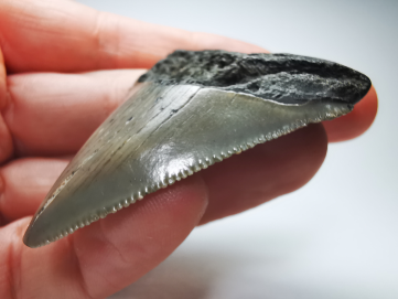 shark tooth: Carcharodon megalodon - Miocene (USA)
