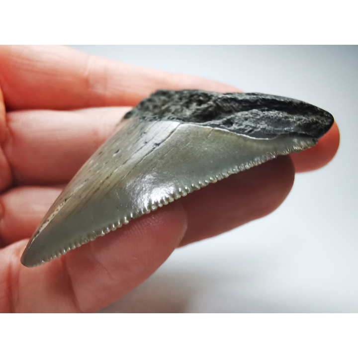 shark tooth: Carcharodon megalodon - Miocene (USA)