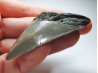 shark tooth: Carcharodon megalodon - Miocene (USA)