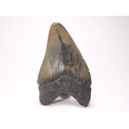 shark tooth: Carcharodon megalodon - Miocene (USA)