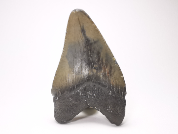 shark tooth: Carcharodon megalodon - Miocene (USA)
