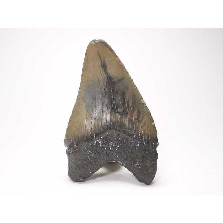 Dent de requin: Carcharodon megalodon, Miocène (USA)