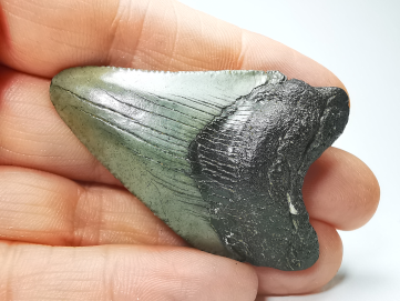 Dent de requin: Carcharodon megalodon, Miocène (USA)