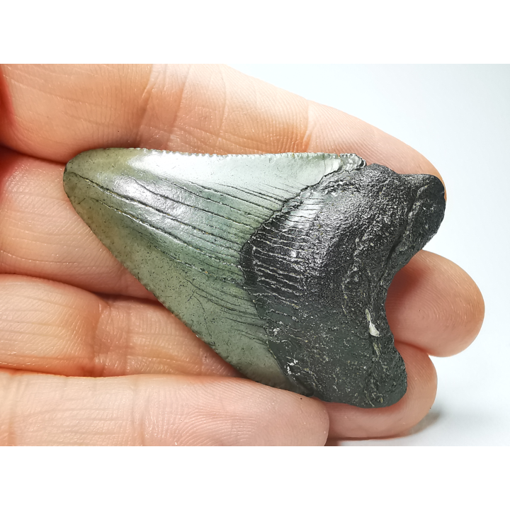 Dent de requin: Carcharodon megalodon, Miocène (USA)