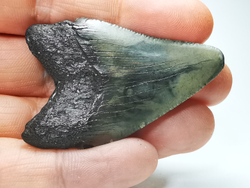 Dent de requin: Carcharodon megalodon, Miocène (USA)