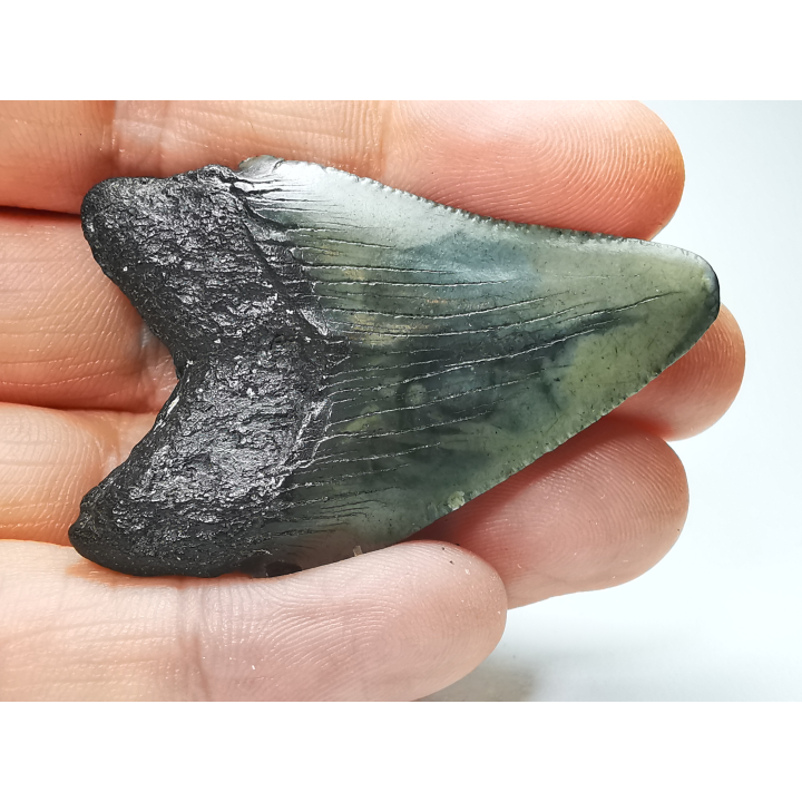 Dent de requin: Carcharodon megalodon, Miocène (USA)