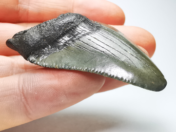 shark tooth: Carcharodon megalodon - Miocene (USA)