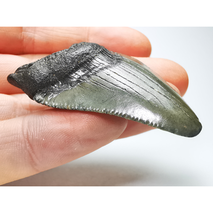 Dent de requin: Carcharodon megalodon, Miocène (USA)