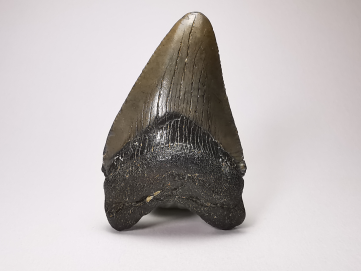shark tooth: Carcharodon megalodon - Miocene (USA)
