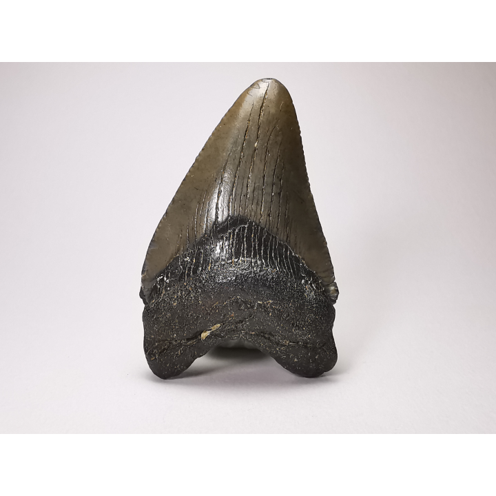 shark tooth: Carcharodon megalodon - Miocene (USA)
