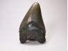Dent de requin: Carcharodon megalodon, Miocène (USA)