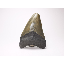 Dent de requin: Carcharodon megalodon, Miocène (USA)