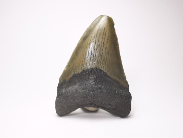shark tooth: Carcharodon megalodon - Miocene (USA)