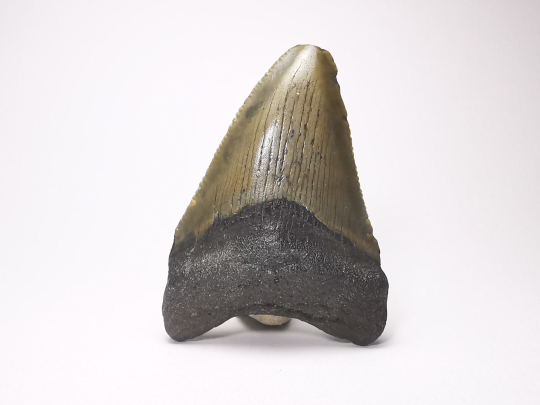 shark tooth: Carcharodon megalodon - Miocene (USA)