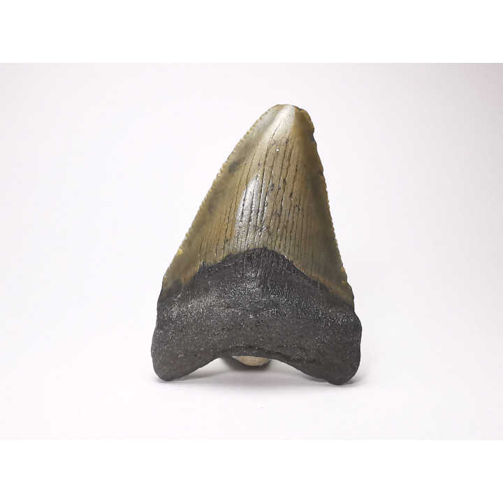 shark tooth: Carcharodon megalodon - Miocene (USA)