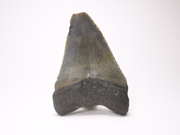 Dent de requin: Carcharodon megalodon, Miocène (USA)