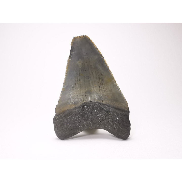 shark tooth: Carcharodon megalodon - Miocene (USA)